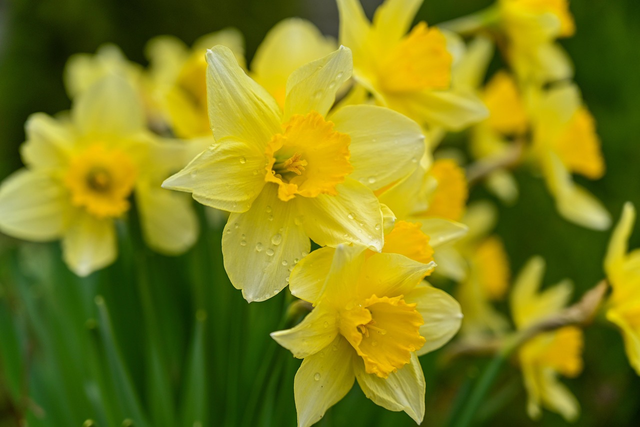 Close-up van kleurrijke bohemian narcissen in bloei.
