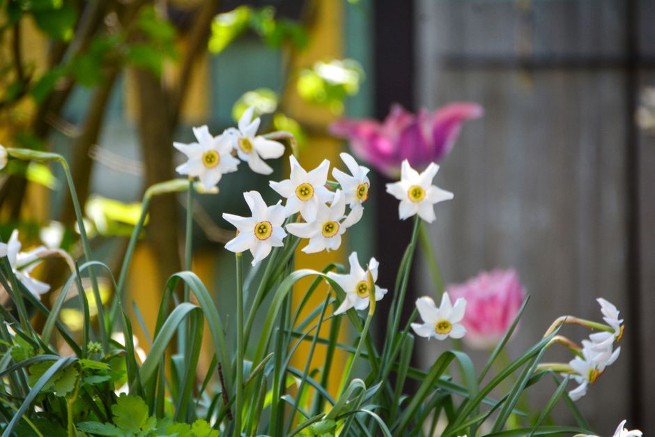 Vrolijke gele narcissen bloeien in het voorjaar.