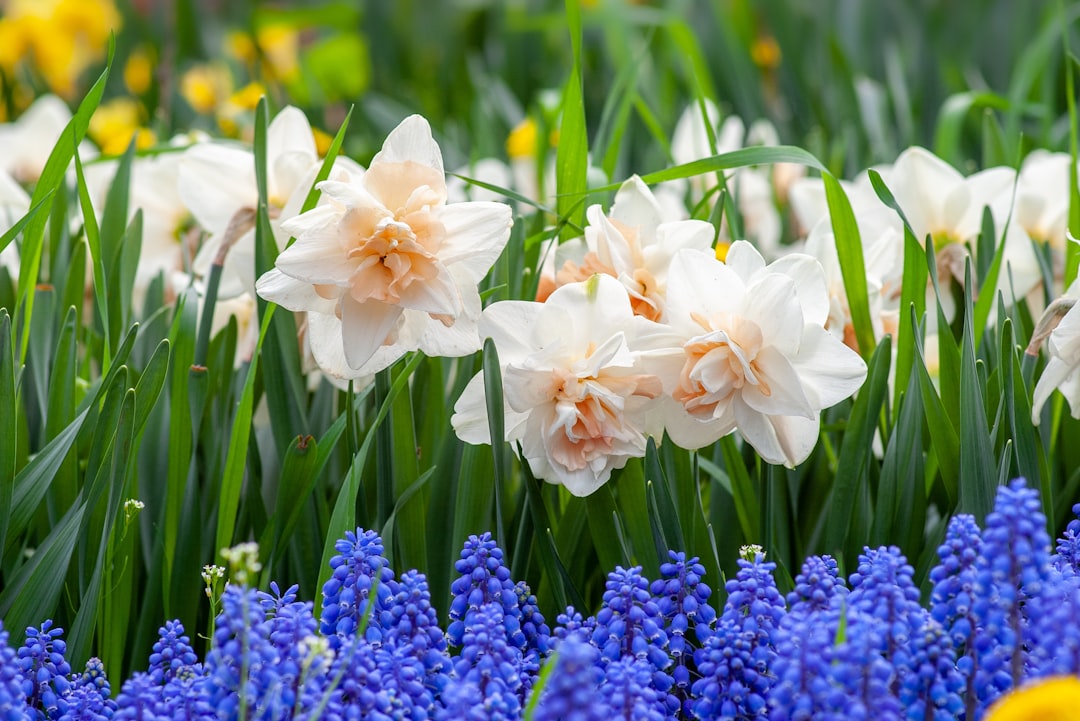 Het planten van bohemian narcissenbollen in de tuin.