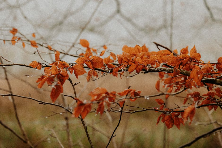 Herfstzon speelt met kleuren van decoratieve raamstickers.